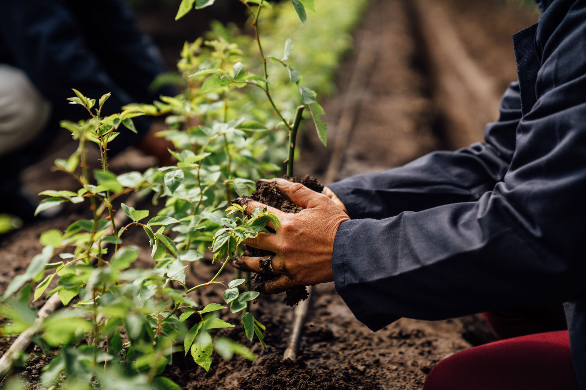 Azaya Gardens grower hand-planting rose seedlings in the field