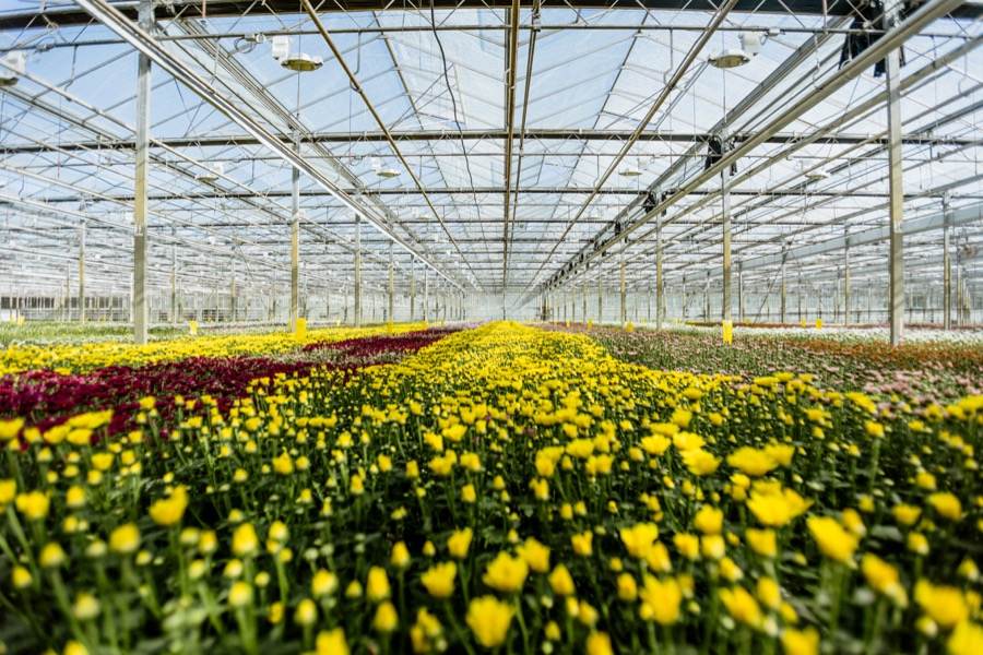 Chrysanthemums growing inside the Dutch Heritage greenhouse in Chilliwack