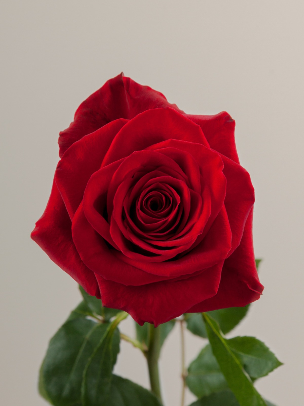 Freedom red roses