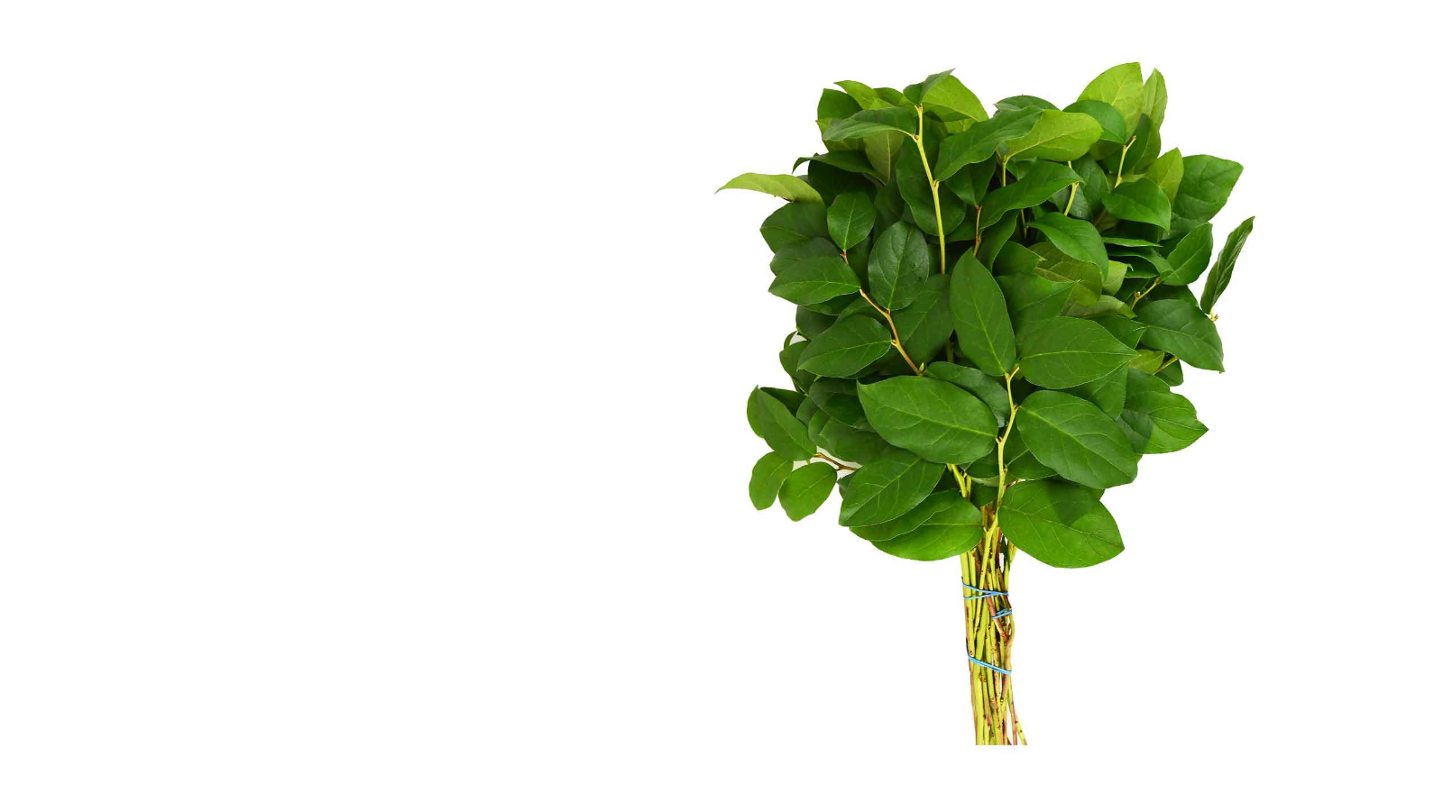 Salal long, by the bunch