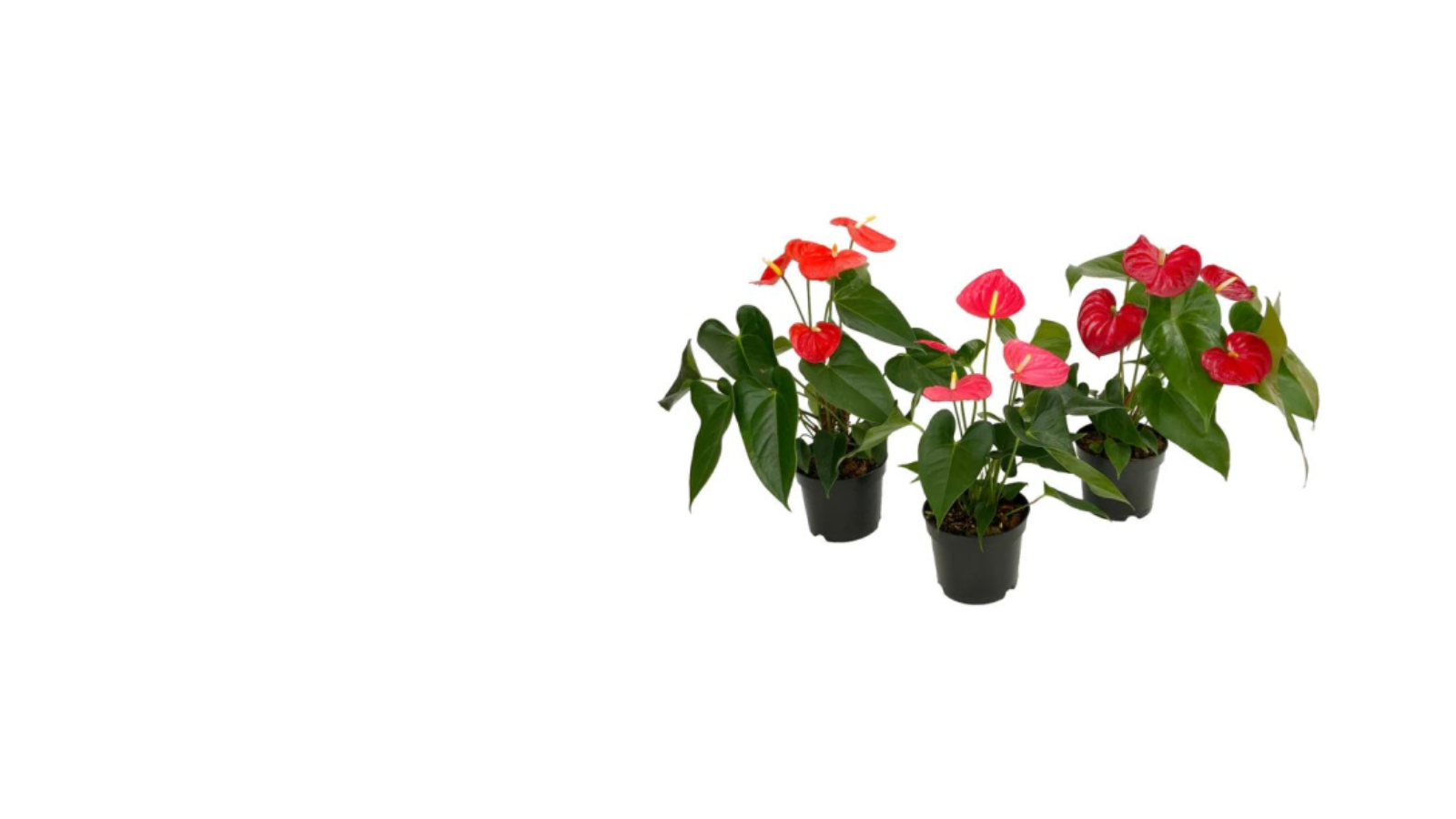 Assorted potted anthurium