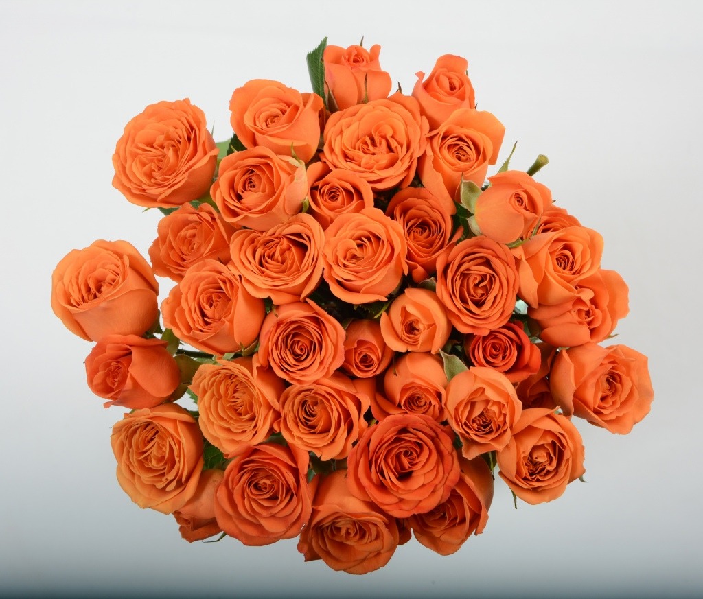 Orange Babe spray roses